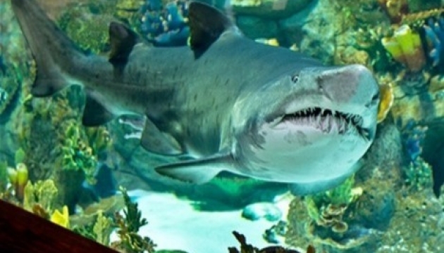 Shark in Ocean Plaza shopping mall in Kyiv alive
