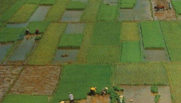 Сорти рису вітчизняної селекції займають в Україні понад 80% площ чеків - Інститут рису НААНУ