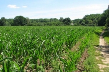 Nahrungsmittelvorräte: Weizen reicht es für zwei Jahre, Pflanzenöl für fünf Jahre – Agrarminister 