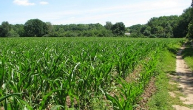 Nahrungsmittelvorräte: Weizen reicht es für zwei Jahre, Pflanzenöl für fünf Jahre – Agrarminister 
