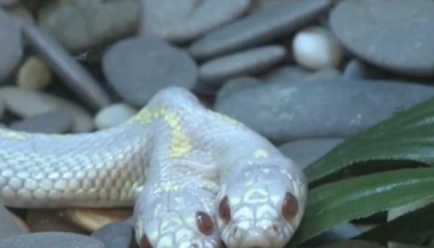 У Московському зоопарку показали двоголову змію-альбіноса. ВІДЕО
