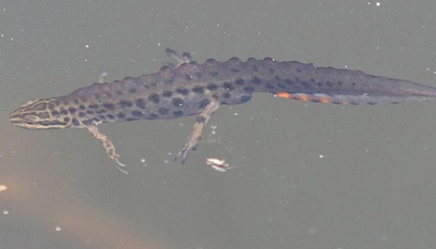 Запорізькі біологи пораділи 