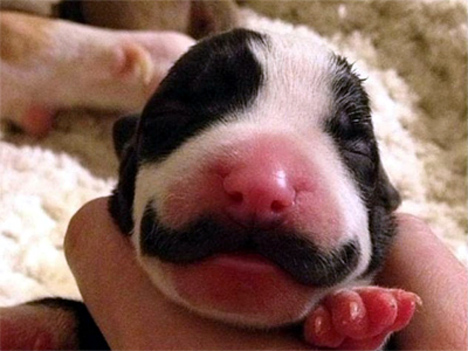 Вусате цуценя стало інтернет-сенсацією. Вусате цуценя стало інтернет-сенсацією.