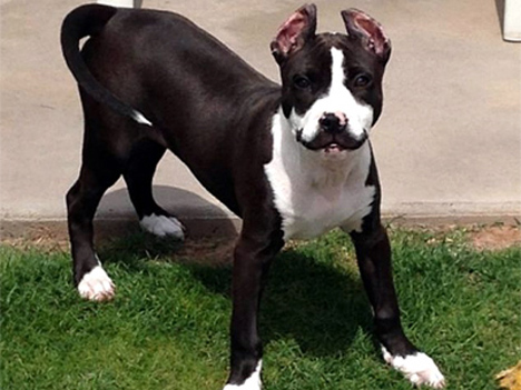 Вусате цуценя стало інтернет-сенсацією. Вусате цуценя стало інтернет-сенсацією.