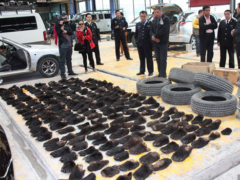 Поліція Китаю вилучила контрабандні делікатеси: змій, черепах і ведмедячі лапи