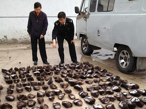 Поліція Китаю вилучила контрабандні делікатеси: змій, черепах і ведмедячі лапи