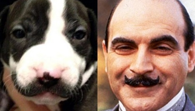 Вусате цуценя стало інтернет-сенсацією. ФОТО