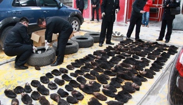 Поліція Китаю вилучила контрабандні делікатеси: змій, черепах і ведмедячі лапи. Фото