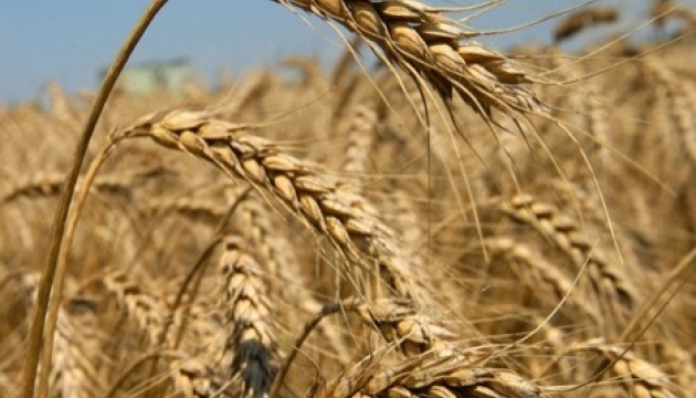 В Україні вже зібрали 30,9 мільйона тонн зернових і зернобобових