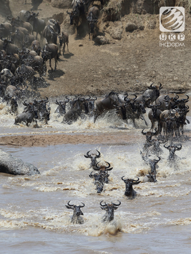 Від чого тікають сотні тисяч антилоп? Фото