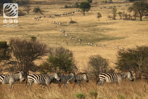 Від чого тікають сотні тисяч антилоп? Фото