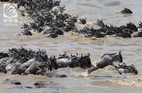 Від чого тікають сотні тисяч антилоп? Фото