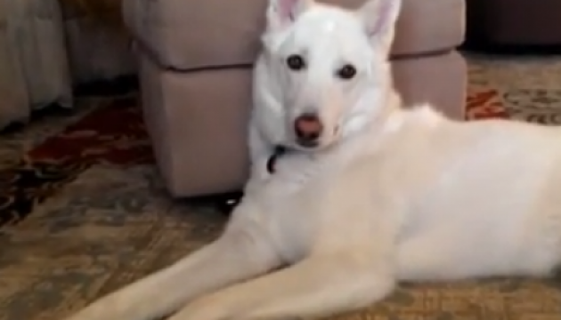 Вівчарка заспівала приспів Get Lucky й стала зіркою YouTube. Відео