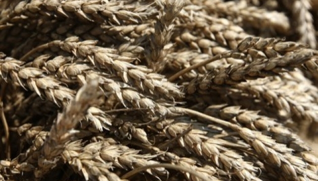 Ukraine's harvests to stabilize world grain prices - expert