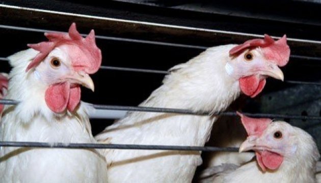 Iraq lifts the ban on poultry imports from Ukraine 