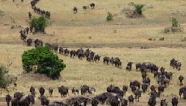 Від чого тікають сотні тисяч антилоп? Фото