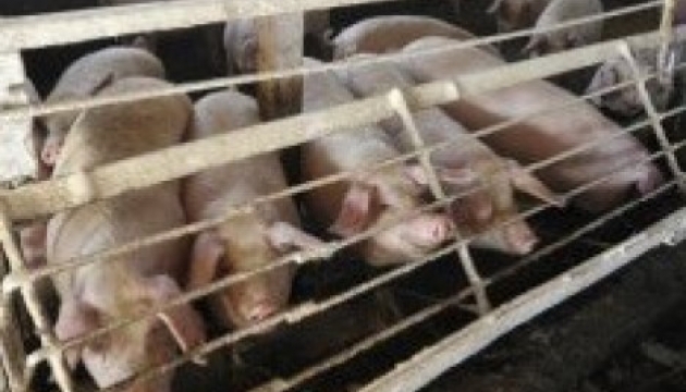 Pork imports to Ukraine exceed exports by ten times in Jan-July