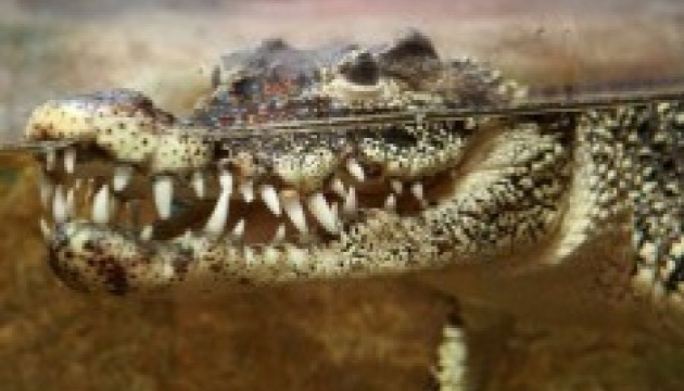 В Австралії шукають чоловіка, викраденого крокодилом