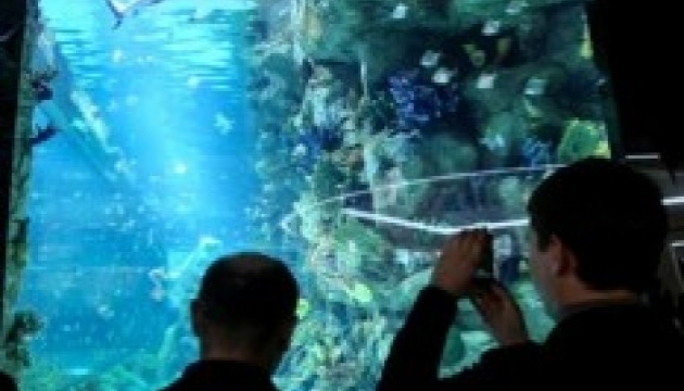 І нова акула з ТЦ Ocean Plaza залягла на дно