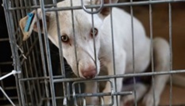 У Київському парку Шевченка 5 жовтня безпритульні собаки шукатимуть господарів