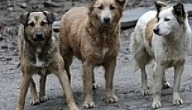 В Краматорске обустроили вольер для животных, оставленных во время эвакуации
