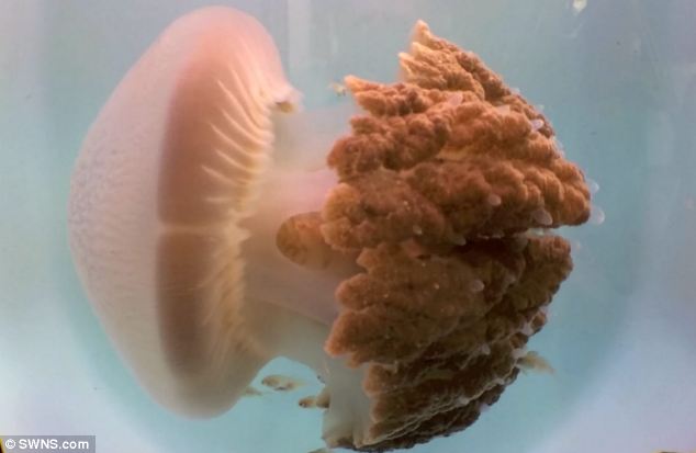 Рідкісний вид небезпечних медуз знайдено біля берегів Австралії Рідкісний вид небезпечних медуз знайдено біля берегів Австралії. Фото. Відео