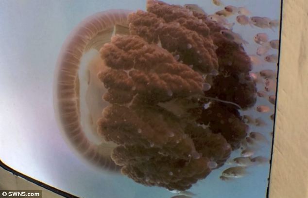 Рідкісний вид небезпечних медуз знайдено біля берегів Австралії Рідкісний вид небезпечних медуз знайдено біля берегів Австралії. Фото. Відео