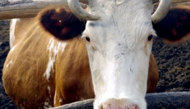 Селянам надаються дотації за велику рогату худобу - Урядовий контактний центр