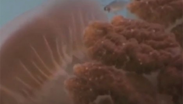 Рідкісний вид небезпечних медуз знайдено біля берегів Австралії. Фото. Відео