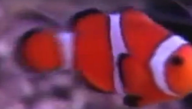 10 найцікавіших фактів про Pixar. Відео