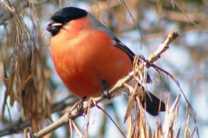 В Черкассах синоптики зафиксировали температурный рекорд