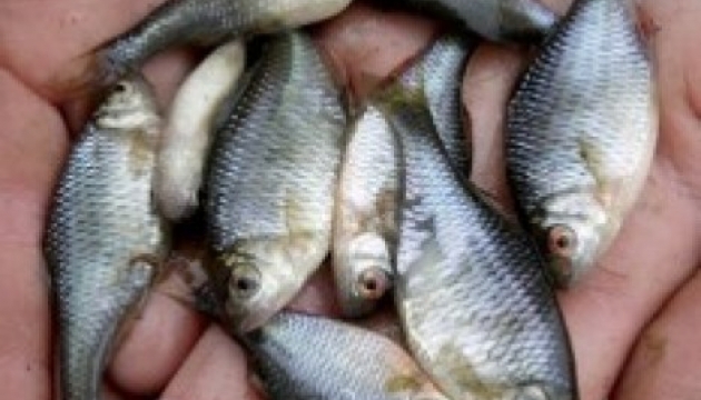 Незаконно завезені хижаки знищують промислові види - Головрибвод