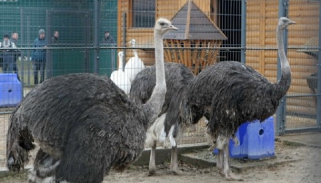 Комісія зоопарку постановила доглядати тварин Януковича в Межигір'ї