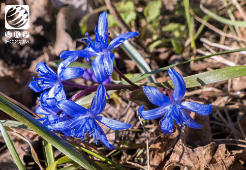 Рання весна вдихнула у квіти життя. Фото