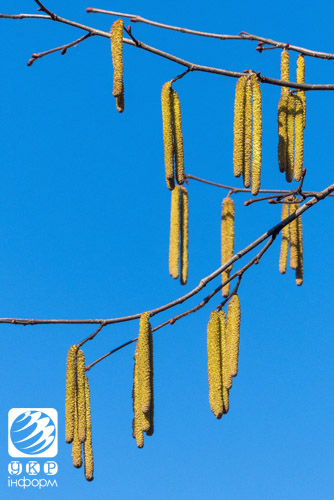 Рання весна вдихнула у квіти життя. Фото