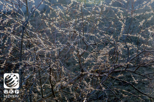 Рання весна вдихнула у квіти життя. Фото