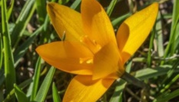 Рання весна вдихнула у квіти життя. Фото