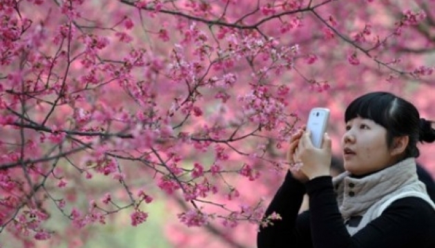 Фестиваль цвітіння сакури відкрився у Південній Кореї