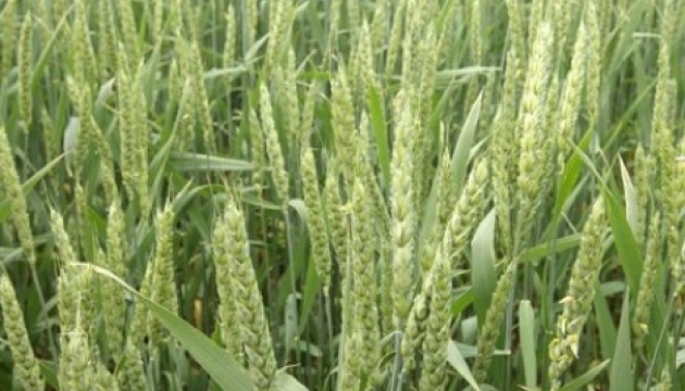Цього року Криму не вистачить також пшениці і ячменю