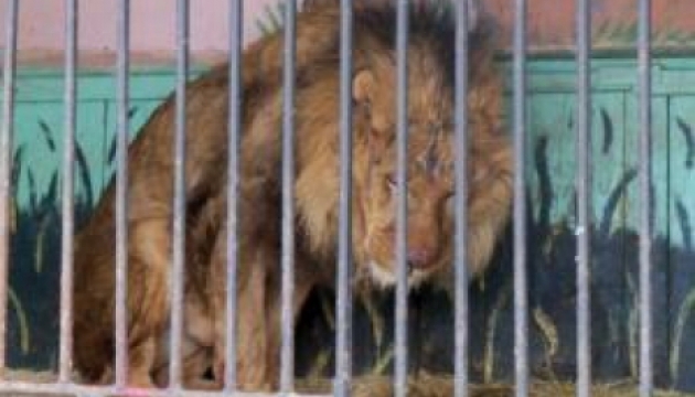 В Україні заборонили пересувні зоопарки та виставки диких тварин