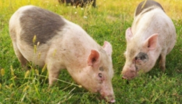 Яценюк доручив порадитися із сусідами, як припинити чуму свиней