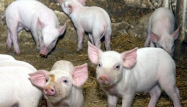 Проблему чуми свиней вирішуватимуть на РНБО