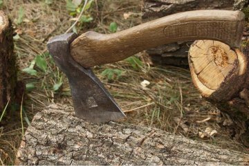 На Харківщині керівники держлісгоспу розкрали деревини на понад 6 мільйонів