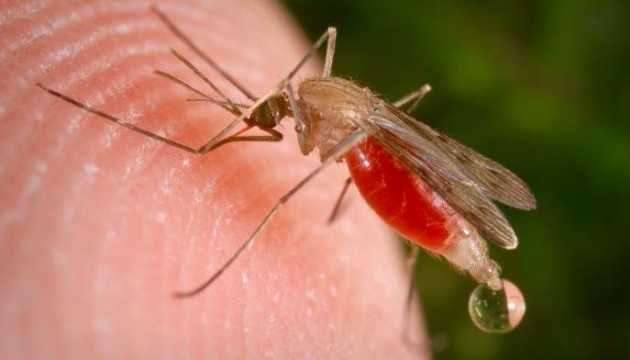 У Львові виявили тропічну малярію