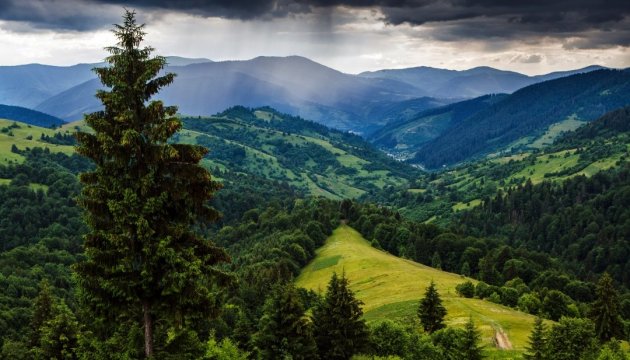 Ucrania obtendrá ayuda de la ONU para reformar la actividad forestal
