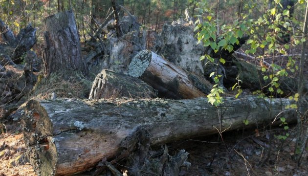  Підприємця зі Сваляви викрили на крадіжці лісу на пів мільйона гривень