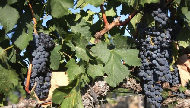 Площа виноградників в анексованому РФ Криму скоротилася втричі