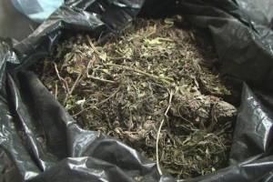 У Сербії поліція під час рейду вилучила рекордну кількість канабісу