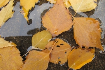 Rainy and windy Monday expected in Ukraine