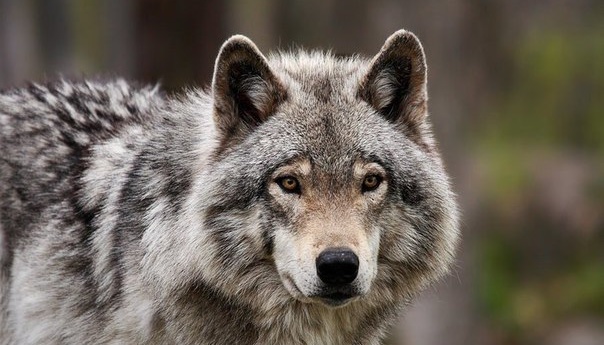 Из канадского зоопарка сбежали несколько волков